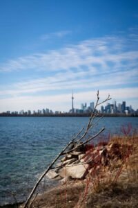 Bare tree branch, water, city skyline with tower, clear blue sky, rocks, vegetation.