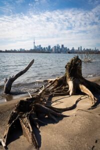 Weathered tree stump with exposed roots on sandy shore, city skyline and tower in background.