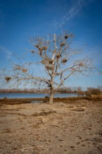 Leafless tree with bird nests on barren land near water, under clear blue sky.