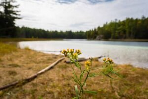 Yellow flowers in foreground, calm lake, forest, cloudy sky, and fallen log on grassy shore.